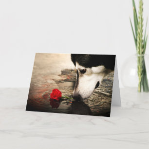 Hond en rode roos kaart