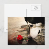 Hond- en rode rozenfotografie Briefkaart (Voorkant / Achterkant)