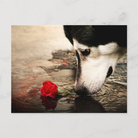 Hond- en rode rozenfotografie Briefkaart (Voorkant)