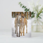 Hond- en tantaarns briefkaart (Staand voorkant)