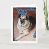 Hond en Tegels Portret Kaart (Voorkant)