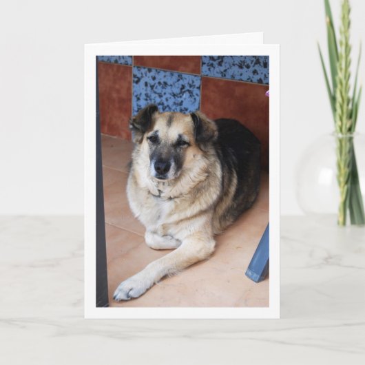 Hond en Tegels Portret Kaart (Voorkant)