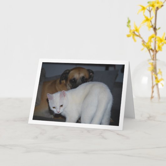 Hond en wit kitten portret kaart (Gele Bloem)
