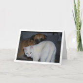 Hond en wit kitten portret kaart (Voorkant)