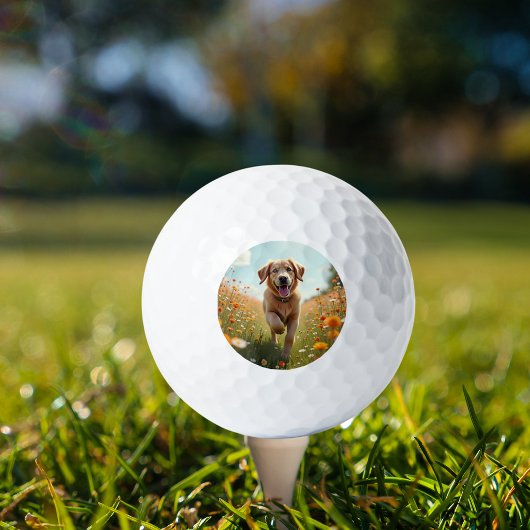 Hond foto huisdier golfballen