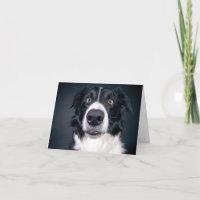 Hond Foto Valentijnsdag Van Hond Citaat