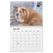 Hond Fotokalender Ginger Queensland Heeler Kalender (Jan 2027)