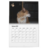 Hond Fotokalender Ginger Queensland Heeler Kalender (Feb 2027)