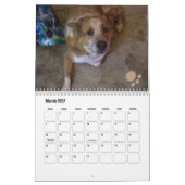 Hond Fotokalender Ginger Queensland Heeler Kalender (Mar 2027)