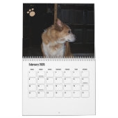 Hond Fotokalender Ginger Queensland Heeler Kalender (Feb 2026)