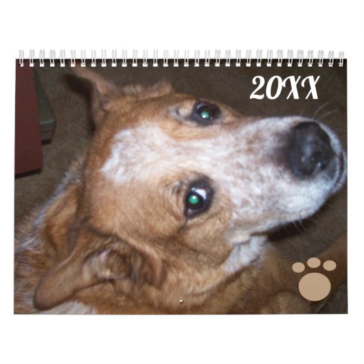 Hond Fotokalender Ginger Queensland Heeler Kalender (Hoes)