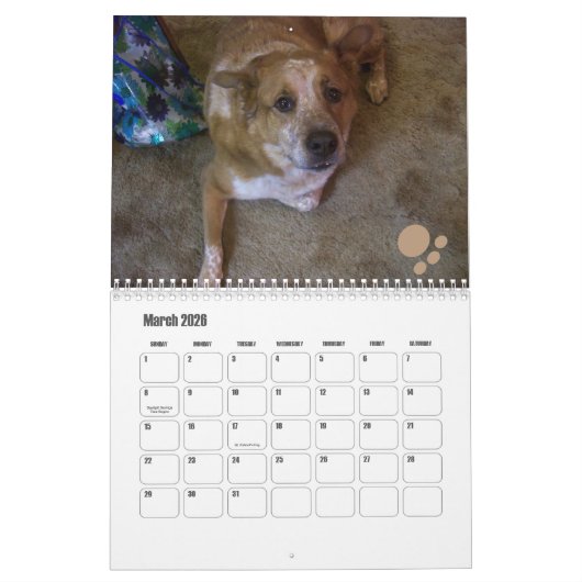 Hond Fotokalender Ginger Queensland Heeler Kalender (Mar 2026)