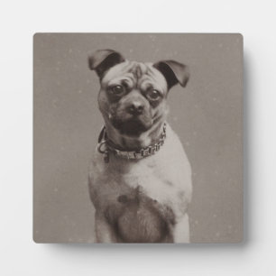 hond fotoplaat