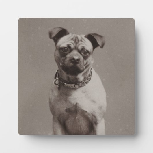 hond fotoplaat (Voorkant)