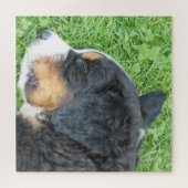 hond, gezelschapsdier, schattig dier, ras, puzzel, legpuzzel (Horizontaal)