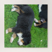 hond, gezelschapsdier, schattig dier, ras, puzzel, legpuzzel (Horizontaal)