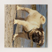 hond, gezelschapsdier, schattig dier, ras, puzzel, legpuzzel (Horizontaal)