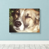 Hond gezicht foto enkele print (Insitu (Houten vloer))