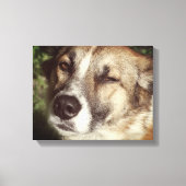 Hond gezicht foto enkele print (Voorkant)