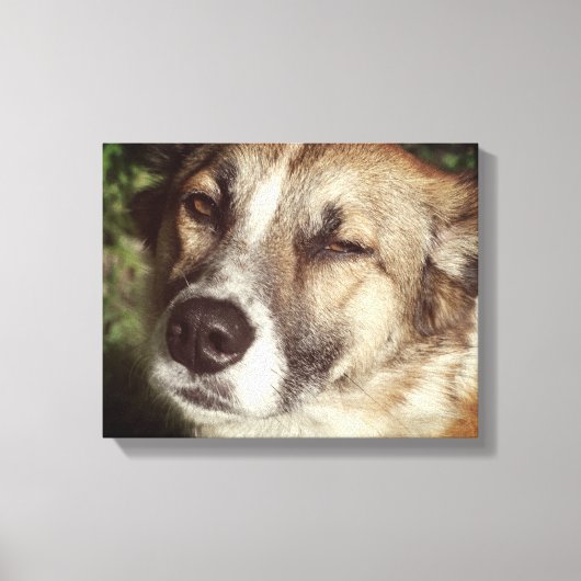Hond gezicht foto enkele print (Voorkant)