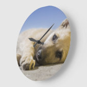 hond grote klok (Hoek)