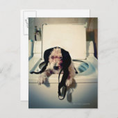 Hond helpt bij het wassen briefkaart (Voorkant / Achterkant)