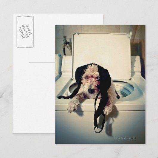 Hond helpt bij het wassen briefkaart (Voorkant / Achterkant)
