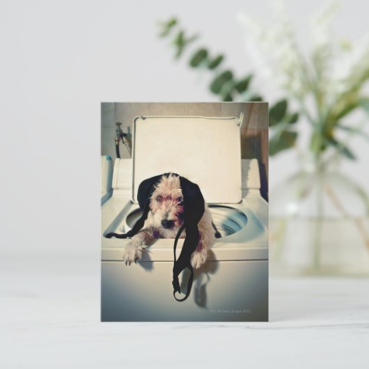 Hond helpt bij het wassen briefkaart (Staand voorkant)