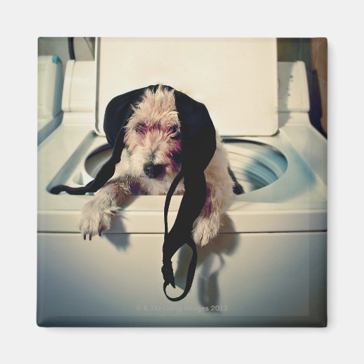 Hond helpt bij het wassen magneet (Voorkant)
