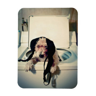 Hond helpt bij het wassen magneet