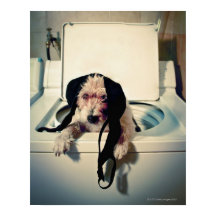 Hond helpt bij het wassen