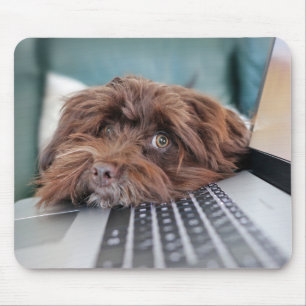 Hond, huisdier, insluiting muismat