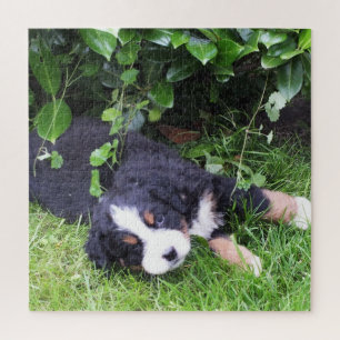 hond, huisdier, schattig, dier, ras, puzzel,,puppy legpuzzel