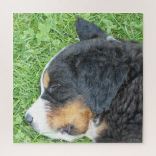 hond, huisdier, schattig, dier, ras, puzzel,,puppy legpuzzel