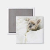 Hond in bed magneet (Voorkant / Achterkant)