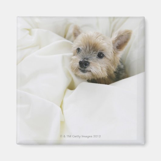 Hond in bed magneet (Voorkant)