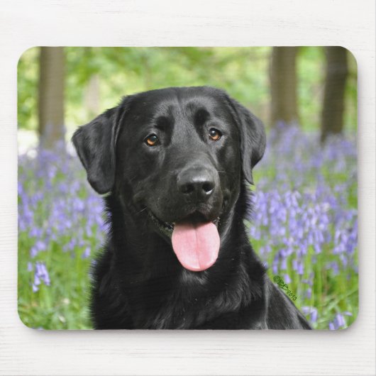 Hond in Bluebells Muismat (Voorkant)