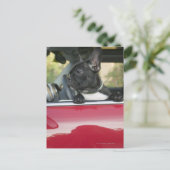 Hond in de auto briefkaart (Staand voorkant)