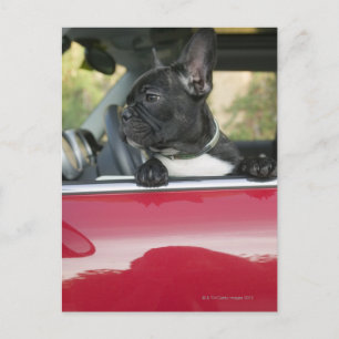 Hond in de auto briefkaart