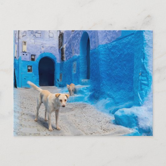 Hond in de Blauwe Stad Briefkaart (Voorkant)