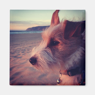 Hond in de buurt van het strand magneet