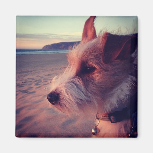 Hond in de buurt van het strand magneet (Voorkant)