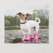 Hond in de regen briefkaart (Voorkant)
