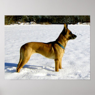 Hond in de sneeuw poster