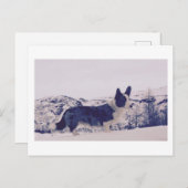 Hond in de sneeuw Vakantie Briefkaart (Voorkant / Achterkant)