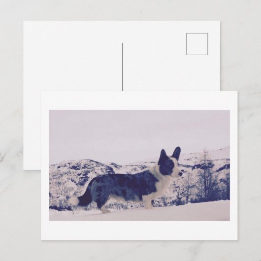 Hond in de sneeuw Vakantie Briefkaart (Voorkant / Achterkant)