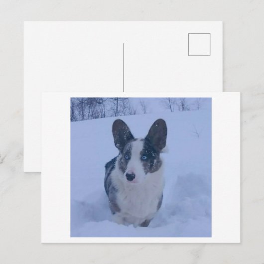 Hond in de sneeuw Vakantie Briefkaart (Voorkant / Achterkant)