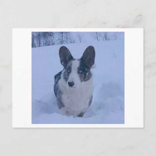 Hond in de sneeuw Vakantie Briefkaart (Voorkant)