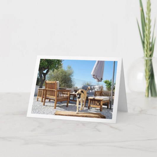 Hond in de tuin kaart (Voorkant)