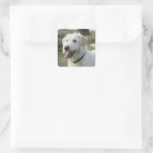 Hond in dopheideland vierkante sticker (Tas)